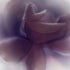 Purple Rose Floral Art Print